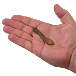 Gulp!® Leech