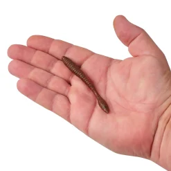 PowerBait® MaxScent Flat Worm