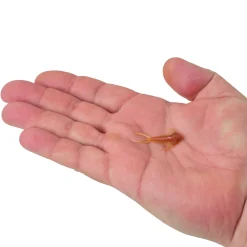 PowerBait® Trilobite
